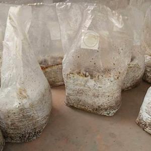 Autoclavable Paddestoel het Groeien Zakken, de Zakken van de Paddestoelkuit, staan Duurzame Zakken, In te ademen Tuinlevering op, 6