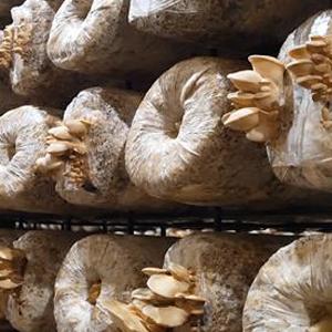 Autoclavable Paddestoel het Groeien Zakken, de Zakken van de Paddestoelkuit, staan Duurzame Zakken, In te ademen Tuinlevering op, 4