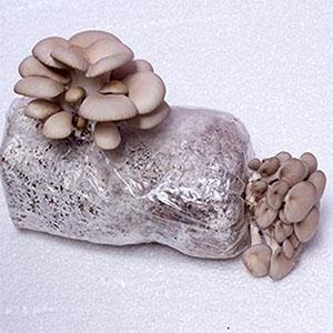 Autoclavable Paddestoel het Groeien Zakken, de Zakken van de Paddestoelkuit, staan Duurzame Zakken, In te ademen Tuinlevering op, 8