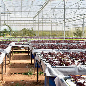 geperforeerde grondfilm, de film van de Dampbarrière, Serrefilm, Landbouwpanda film, Weerspiegelende Maylar-Film 9
