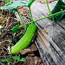 geperforeerde grondfilm, de film van de Dampbarrière, Serrefilm, Landbouwpanda film, Weerspiegelende Maylar-Film 11