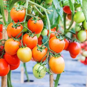 landschapsstof, onkruidbarrière, ecogardener, ecogardener landschapsstof